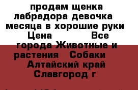 продам щенка лабрадора девочка 2 месяца в хорошие руки › Цена ­ 8 000 - Все города Животные и растения » Собаки   . Алтайский край,Славгород г.